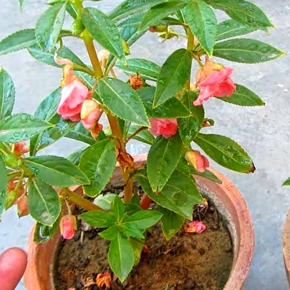 Premium Balsam/ Gulmehndi (50 Seeds)