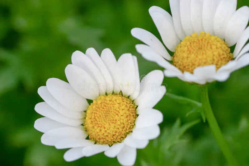 Premium Chrysanthemum Paludosum White (Safed Gulgaudi/ Guldavari/ Chandramallika) (50 Seeds)