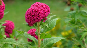 Premium Celosia Cockscomb (chood/ Laal Murga) (50 Seeds)