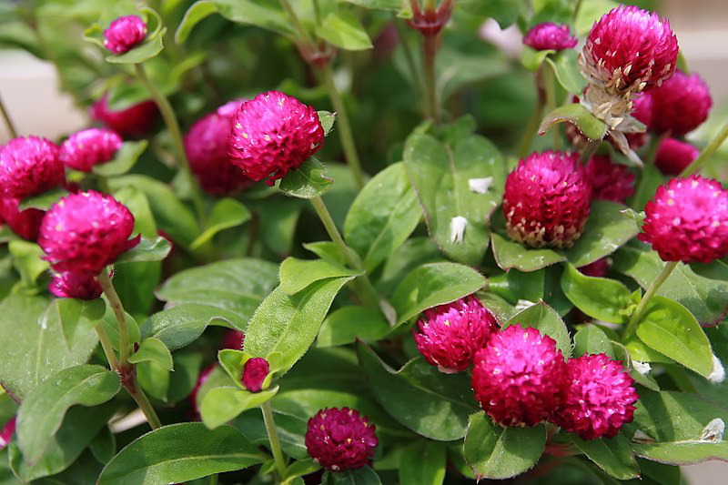 Premium Gomphrena Choice Mix ( Global Amaranth) - 50 Seeds
