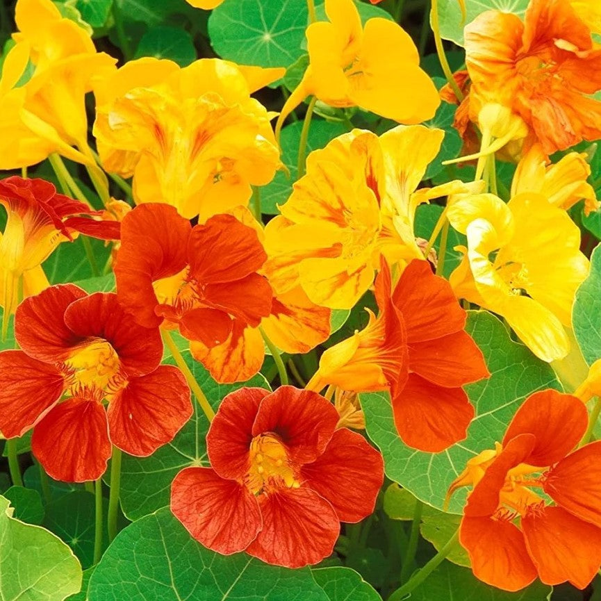 25 Premium Seeds of Nasturtium Variegated Mixed Flowers (Pollinator Friendly)