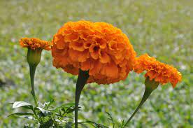 50 Seeds of Premium PUSA Narangi Marigold