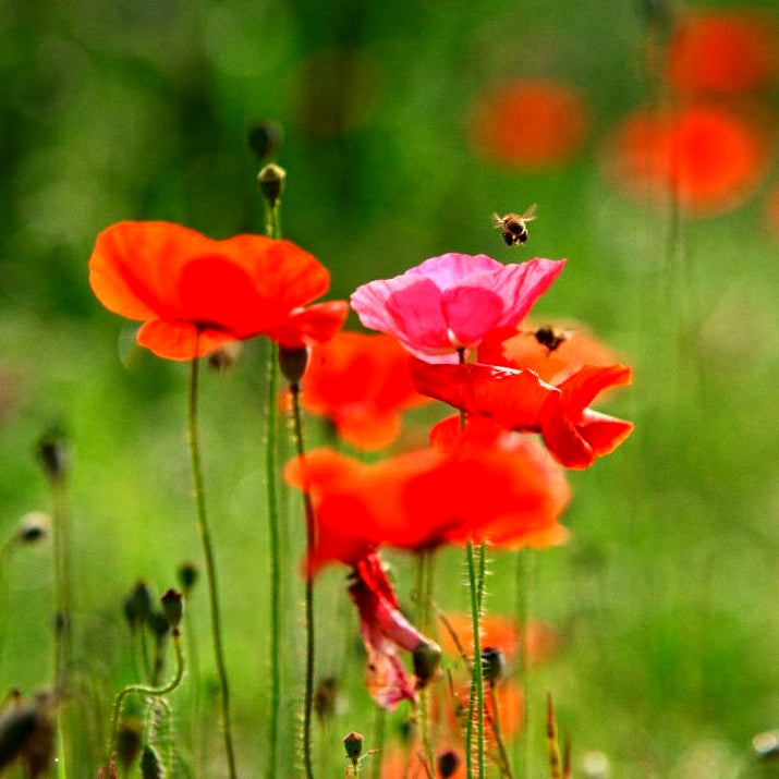 over 500 Premium Hybrid Seeds of Papaver Special Mix & Ipomoea Purpurea