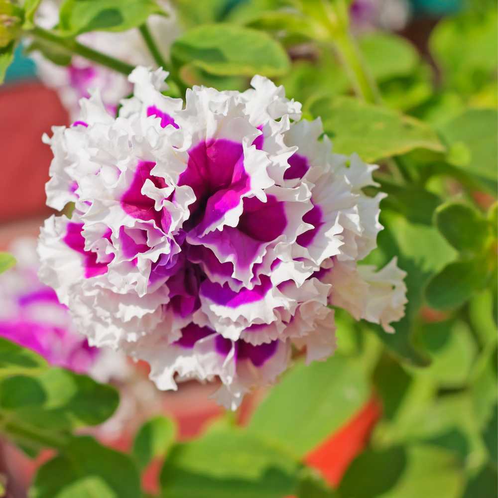 Imported Premium Petunia Double Glorious Mix (40 Seeds)