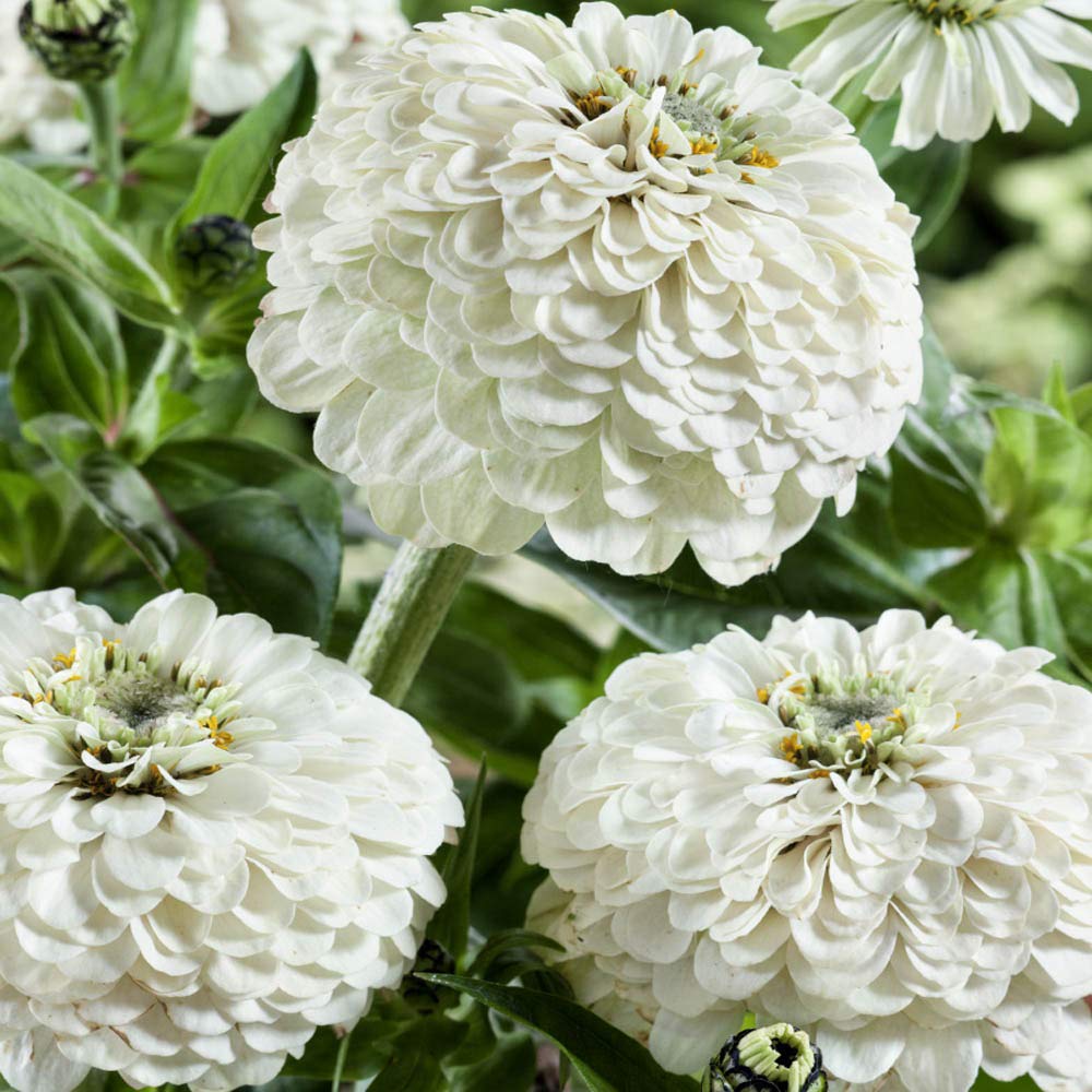 50 Premium Perennial Seeds of Zinnia Elegans Polar Bear White Flowers