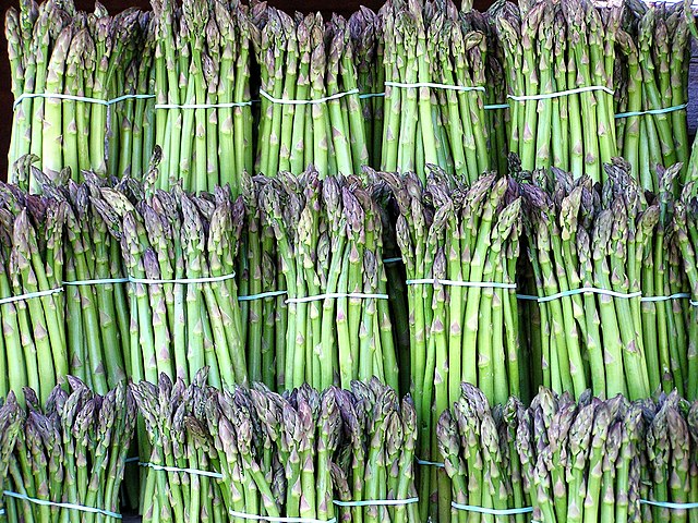 30 Premium Seeds of Shatavari / Asparagus (Mary Washington) Herb