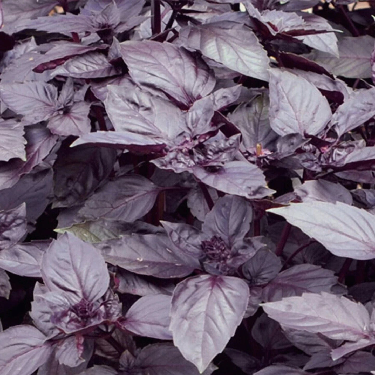 4 Packets of 100 Premium Seeds of Basil Dark Opal (Krishna or Shyam Tulsi)
