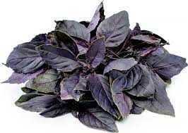 4 Packets of 100 Premium Seeds of Basil Dark Opal (Krishna or Shyam Tulsi)