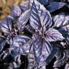 4 Packets of 100 Premium Seeds of Basil Dark Opal (Krishna or Shyam Tulsi)