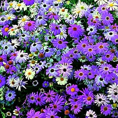 50 Premium Seeds of Brachycome Mix (Swan River Daisy) Flowers