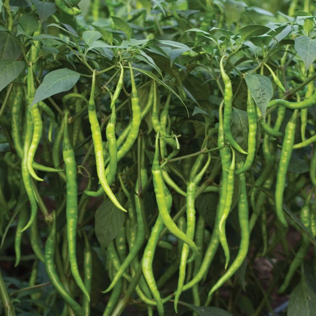 4 Packets of Premium Tomato Round and Chilli Jwala Seeds (600 Seeds)