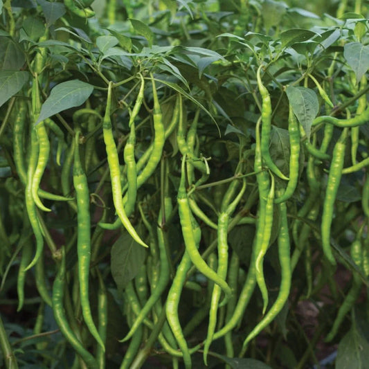2 Packets of Premium Tomato Round and Chilli Jwala Seeds (600 Seeds)