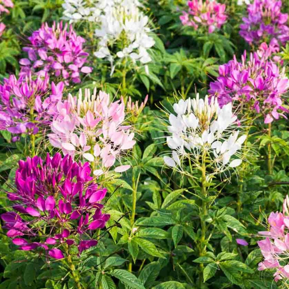100 Premium Seeds of Spider Flower (Cleome Spinosa Mixed)