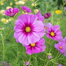 Premium Seeds ( Beej) of Celosia Cockscomb (chood), Gomphrena Choice Mix, Gaillardia, Sunflower Teddy Bear & Cosmos Seeds (About 250 Seeds)