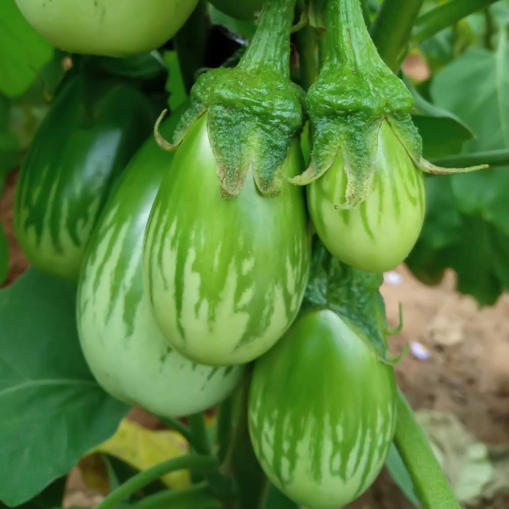Premium Green, Black and white Brinjal/ Eggplant/ Baigan Seeds (300 Seeds)