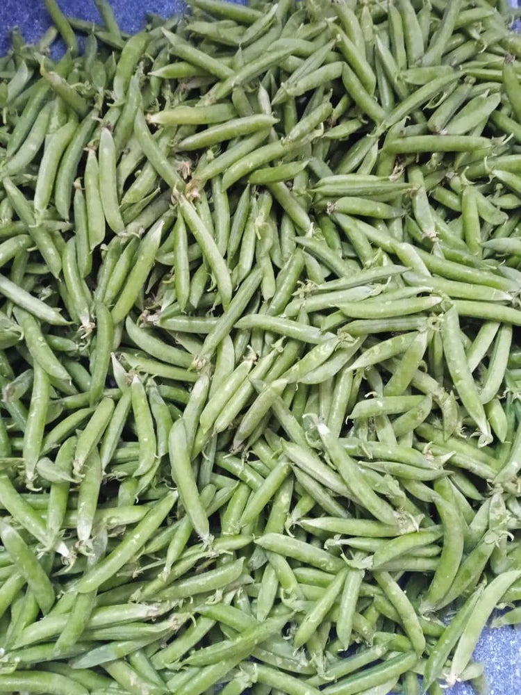 50 Premium High Yield Pea (Matar) Seeds