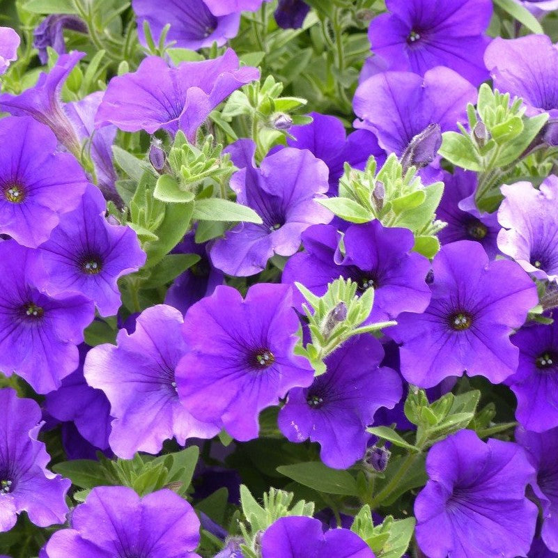 200 Premium Seeds of Petunia Nana Compacta Blue Flowers