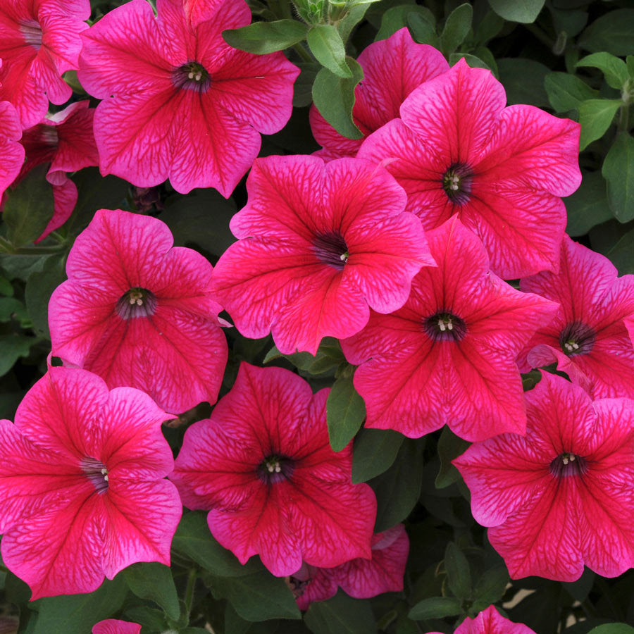 Premium Petunia Pose of Heaven Pink Flower ( 200 Seeds)