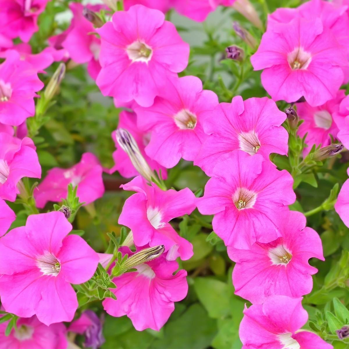 400 Premium Seeds of Petunia Blue & Petunia Pink