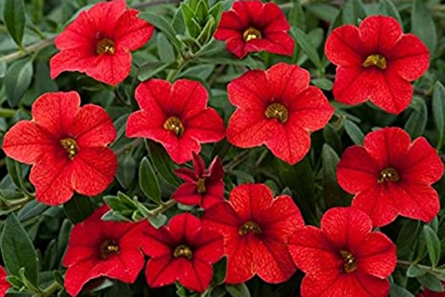 600 Premium White, Scarlet Red, Pink & Blue Petunia Seeds