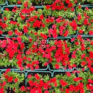 600 Premium Seeds of Petunia Blue, Petunia White & Petunia Scarlet Red