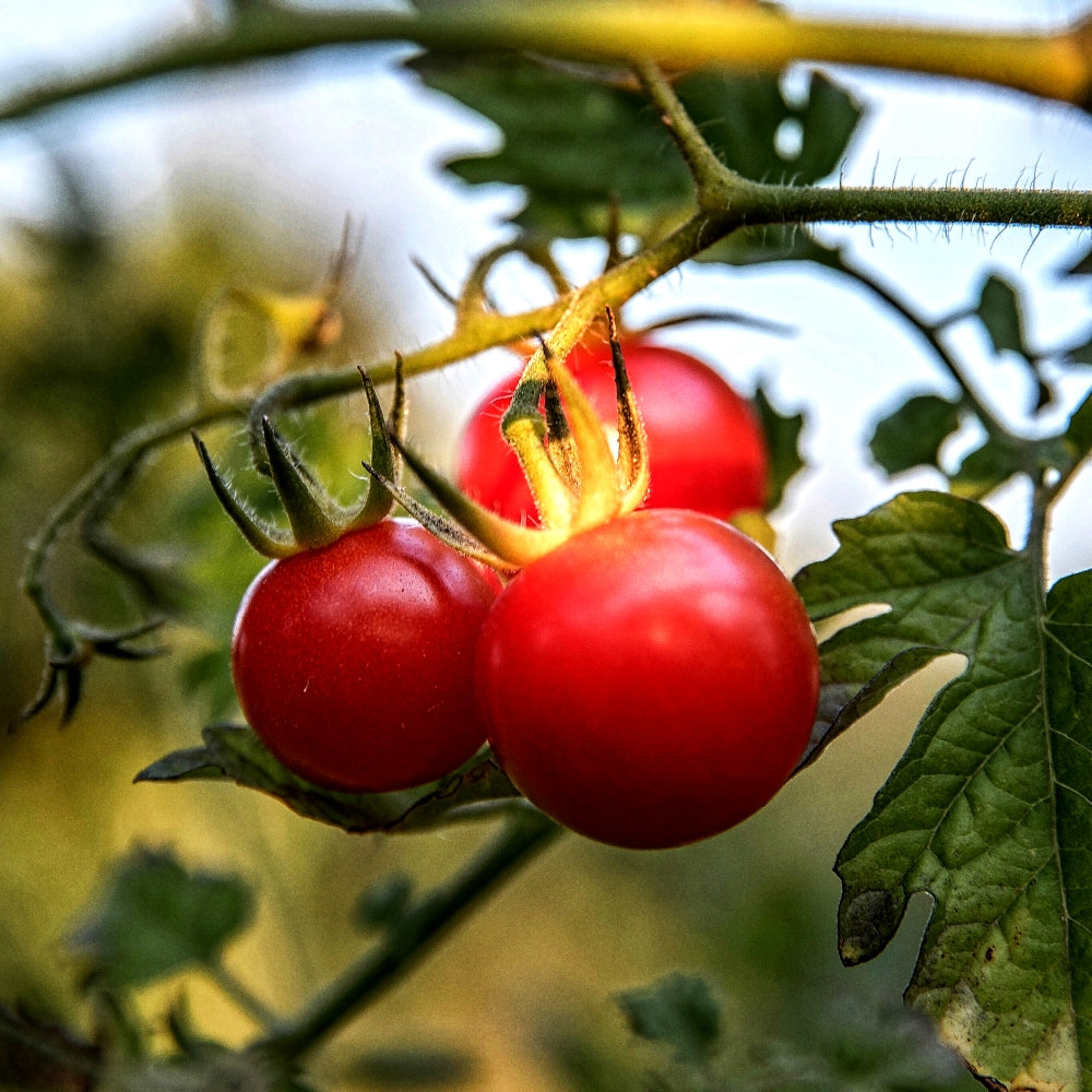 4 Packets of Premium Tomato Round and Chilli Jwala Seeds (600 Seeds)
