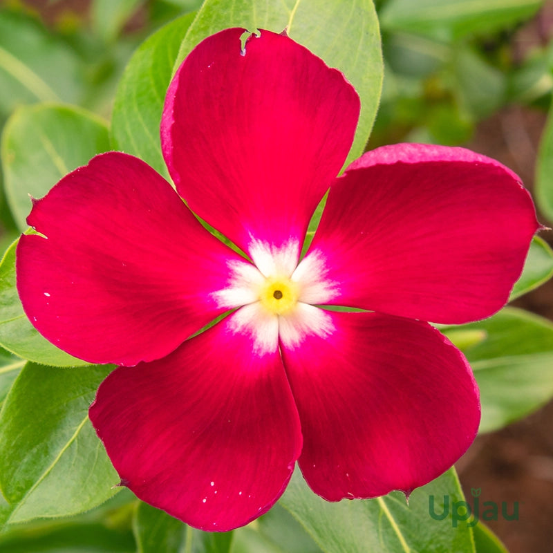 50 Premium Vinca Pacifica Cherry Red Halo Seeds