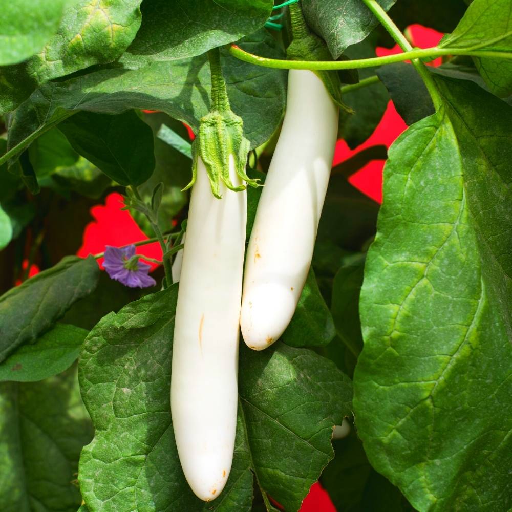 Premium Seeds of White Brinjal/ Safed Baigan (100 Seeds)
