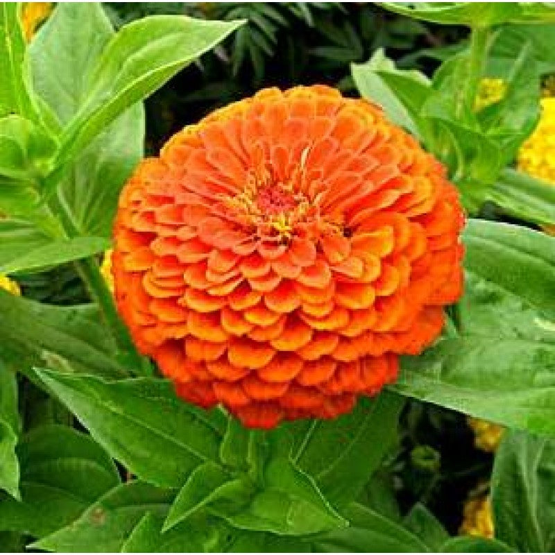 Premium Zinnia Elegans Dahlia Flowered Orange Perennial Seeds (50 Seeds)