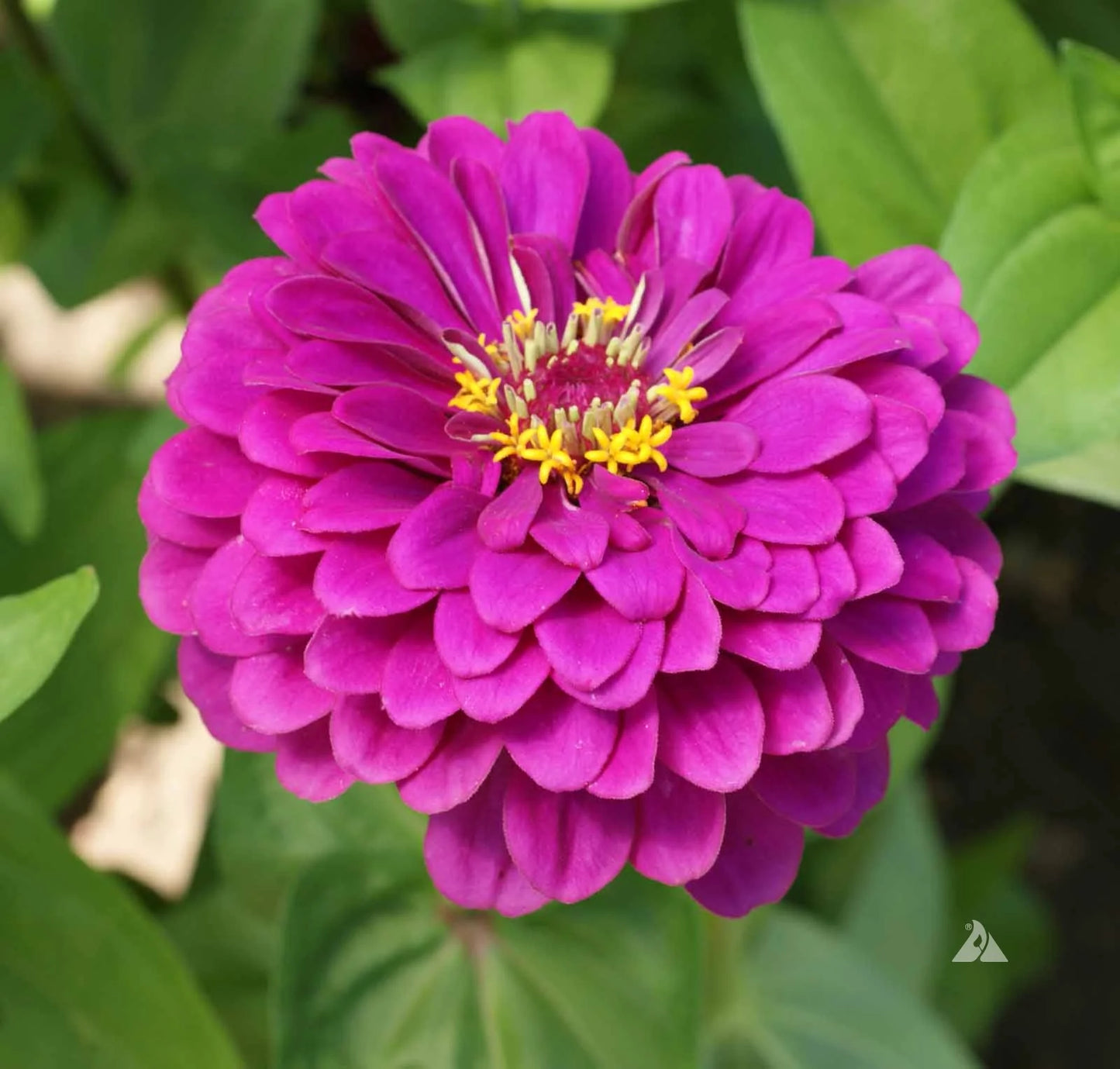 50 Premium Perennial Seeds of Zinnia Elegans Royal Purple Flowers