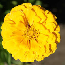 Premium Zinnia Elegans Canary Bird Perennial Seeds (50 Seeds)