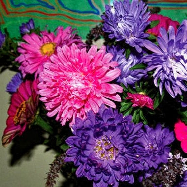 50 Taarak Phoolon ke Beej (Aster Flower Seeds) Instruction Sheet ke Saath