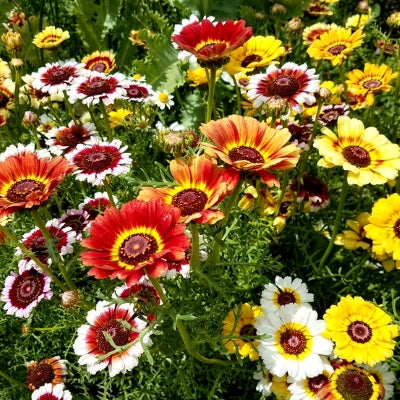 4 Packets of 200 Premium Seeds of Chrysanthemum Carinatum /Gulgaudi/ Guldavari/ Chandramallika Flower