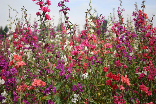 4 Packets of Premium Hybrid Clarkia Elegans Double Mix (500 Seeds)