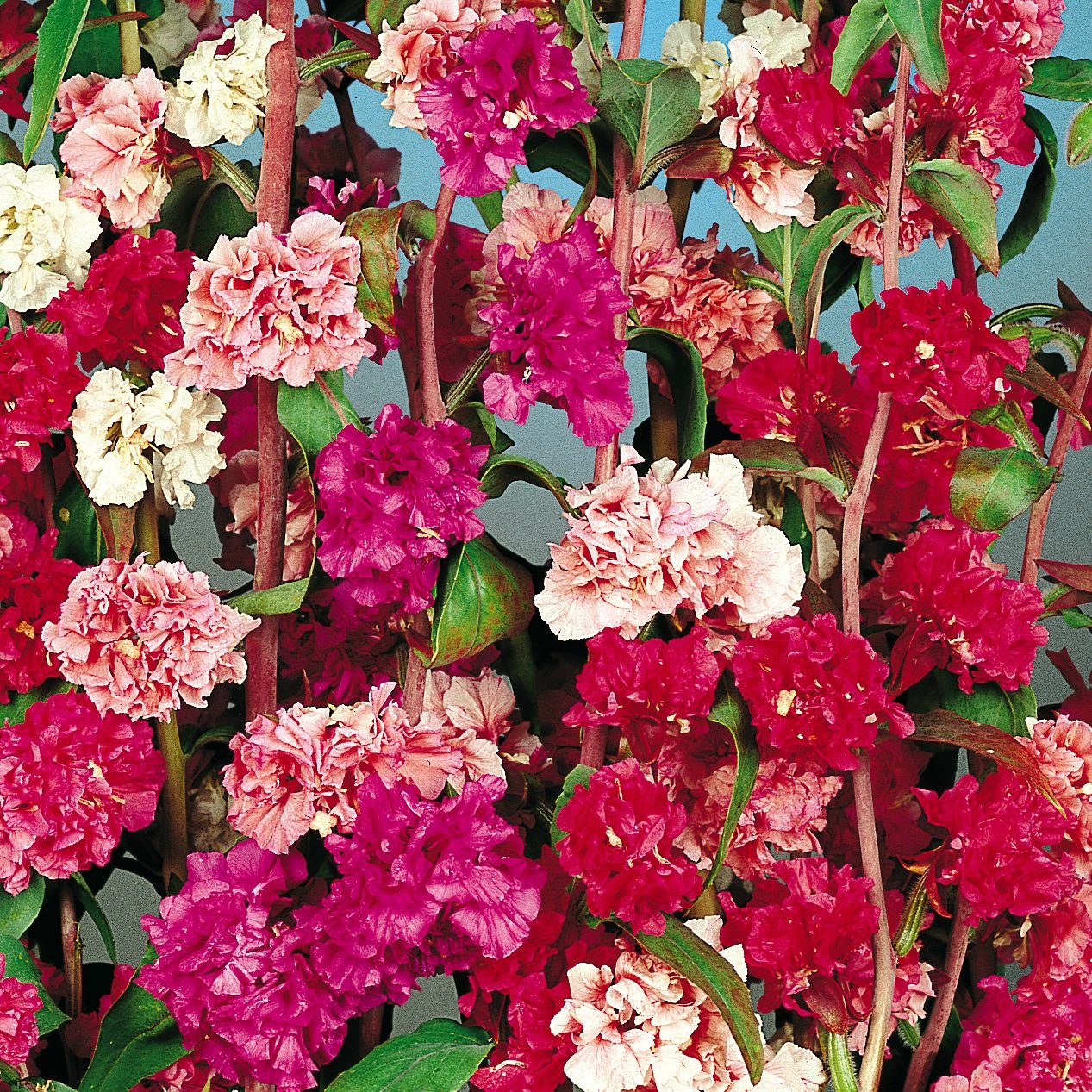 4 Packets of Premium Hybrid Clarkia Elegans Double Mix (500 Seeds)