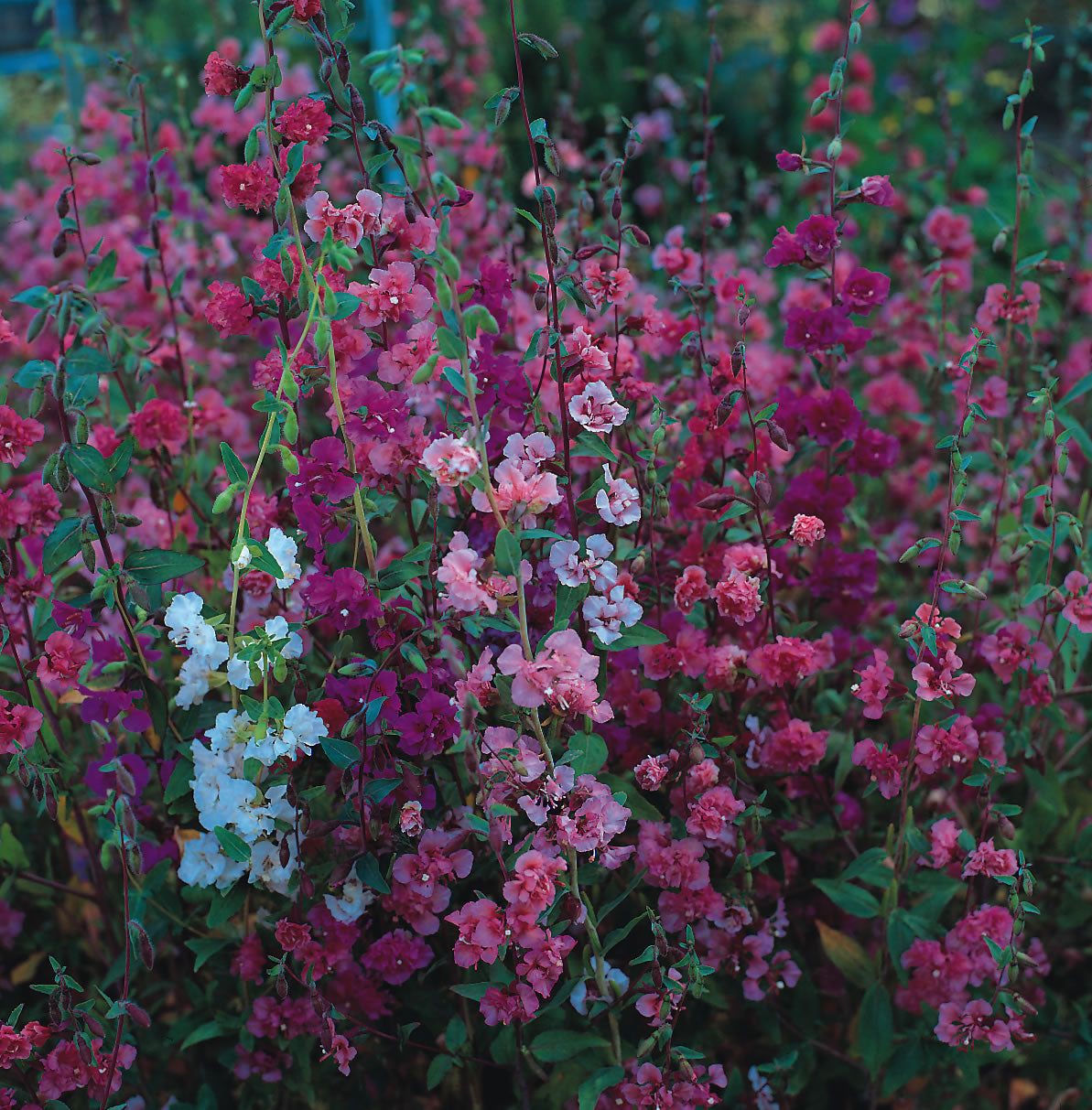 4 Packets of Premium Hybrid Clarkia Elegans Double Mix (500 Seeds)