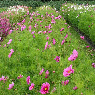 Premium Cosmos Bipinnatus Sensations Mix (50 Seeds)