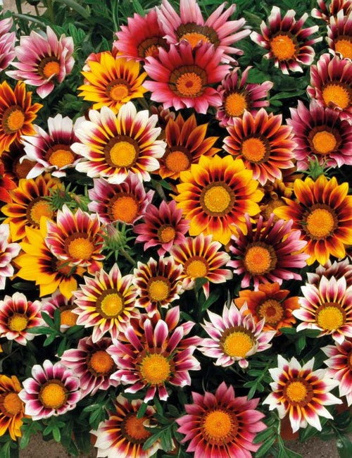 Premium Hybrid Seeds of Gazania Star Light Dwarf (100 Seeds)