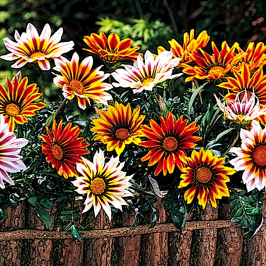 2 Packets of 200 Premium Hybrid Seeds of Nemesia and Gazania