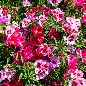 1000 Premium Hybrid Seeds of Indian Poppy Papaver Special Mix & Godetia Azaleaflora