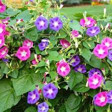 Premium Hybrid Ipomea Purpurea (Morning Glory) Pollinator Friendly Mix Flower Seeds (50 Seeds)