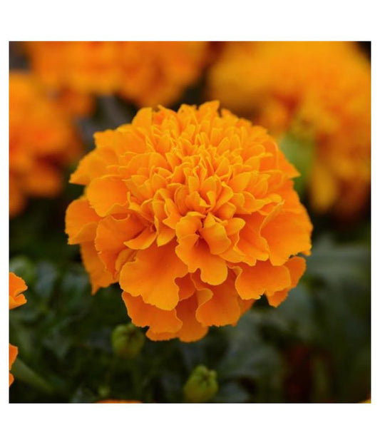 4 Packets of Premium Hybrid French Marigold Gulzafri (50 Seeds)
