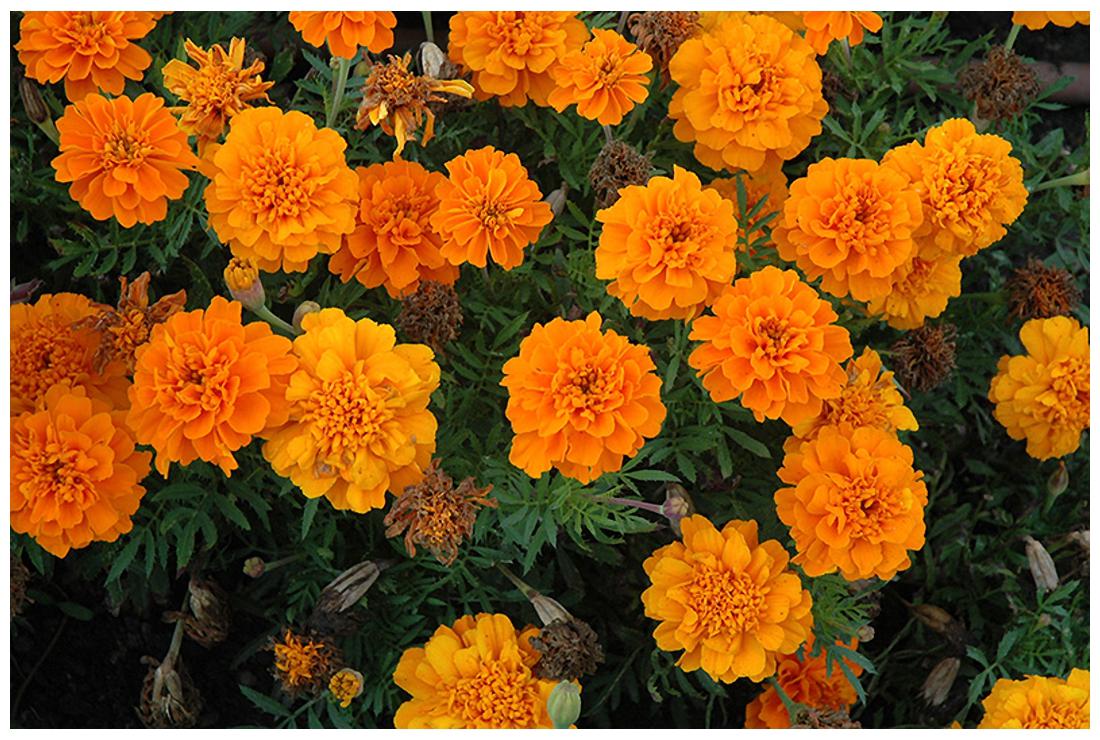 4 Packets of Premium Hybrid French Marigold Gulzafri (50 Seeds)