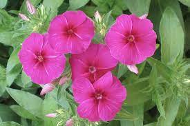 4 Packets of 100 Premium Perennial Hybrid Seeds of Premium Phlox Flower
