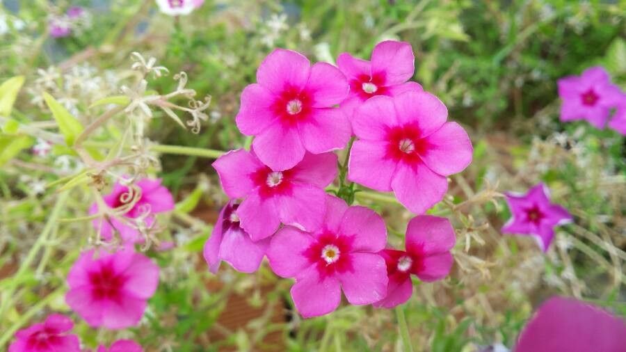4 Packets of 100 Premium Perennial Hybrid Seeds of Premium Phlox Flower
