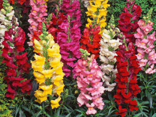 4 Packets of 500 Premium Seeds of Antirrhinum Tom Thumb ( Dragonflower/ Snapdragon ) flower