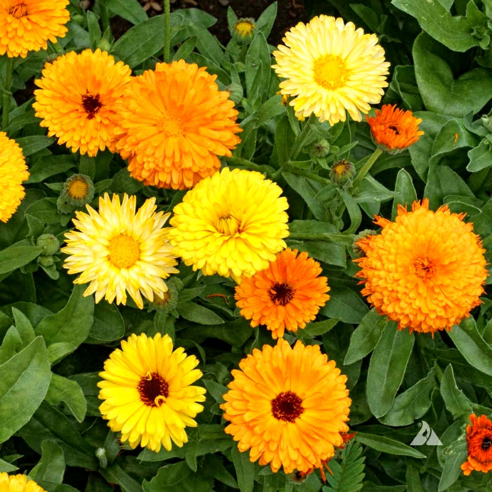 Winter Garden Pack - 2000 Premium Seeds of Petunia, Chrysanthemum, Dianthus, Dahlia T S, Calendula & Antirrhinum