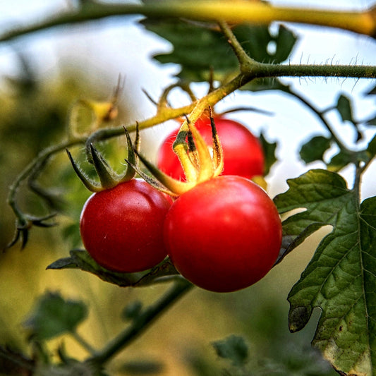 4 Packets of 100 Premium Hybrid Seeds of Tomato/ tamatar (Round)