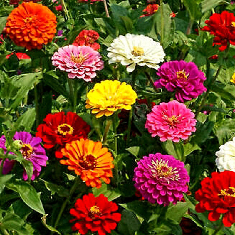 200 Premium Open Pollinated seeds of Zinnia Lilliput, Zinnia Dahlia & Zinnia Pulcino Flowers
