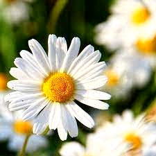 The Complete Guide to Growing Bellis (English Daisy) in India: From Seed to Sweet Blooms